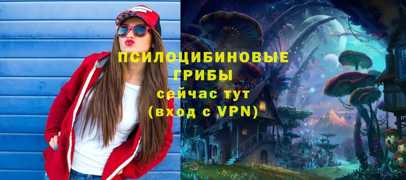 Псилоцибиновые грибы Psilocybe  где можно купить   Пучеж 